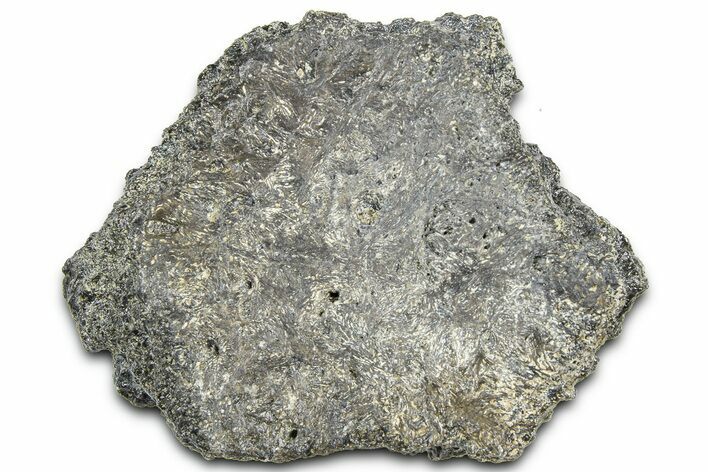 Fossil Glyptodont (Glyptotherium) Bony Armor Osteoderm - Florida #362353